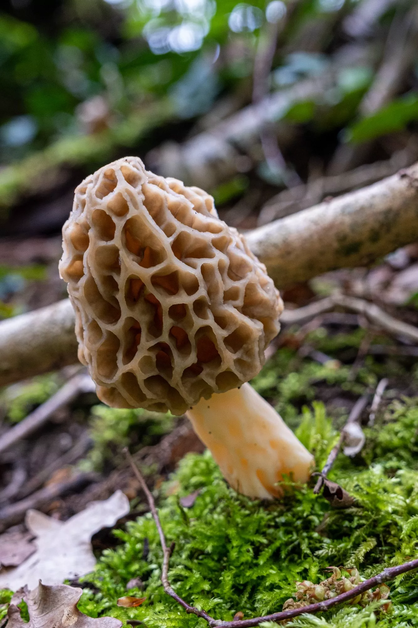 Morilles-Auberge Fleurie